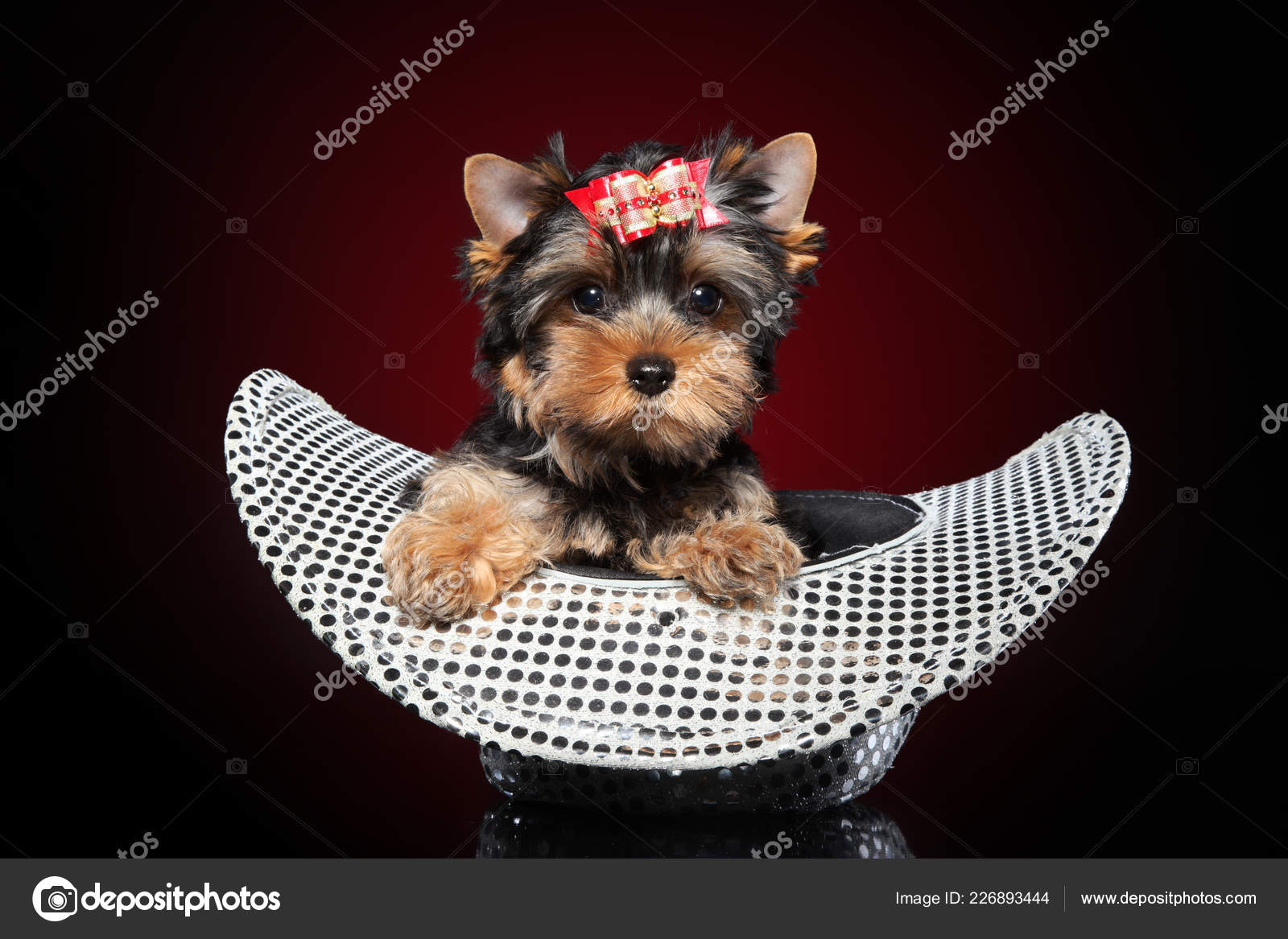 Yorkshire Terrier Puppy Hat Red Background Baby Animal Theme