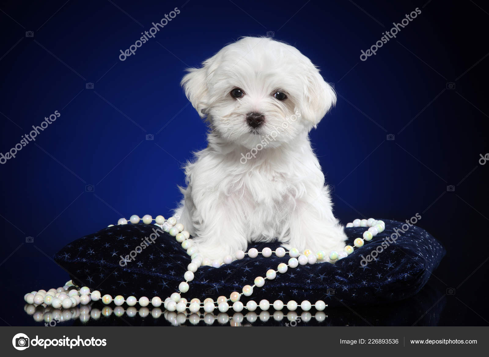 White Lapdog Puppy Posing Dark Blue Pillow Baby Animal Theme Stock Photo By C Vitcom