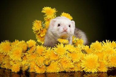 Sarı dandelions içinde a yaban gelinciği portresi. Stüdyo vurdu. Animal Temalar