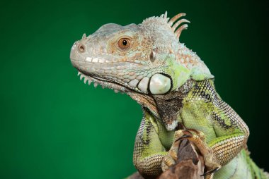Koyu yeşil zemin üzerine yakın çekim yeşil iguana. Animal Temalar
