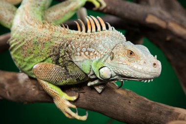 Dallar koyu yeşil zemin üzerine yeşil iguana clambers. Animal Temalar