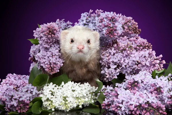 Ferret Lila Takken Studio Opname Dierlijke Thema — Stockfoto