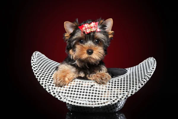 Yorkshire Terrier Valp Hatten Röd Bakgrund Baby Djur Tema — Stockfoto