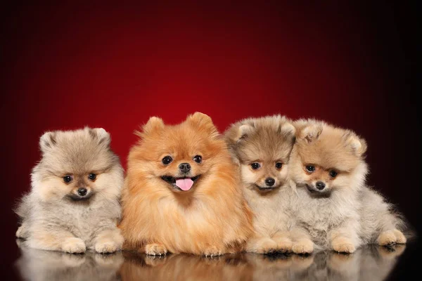 Pomeranian Spitz Madre Cachorros Sobre Fondo Rojo —  Fotos de Stock