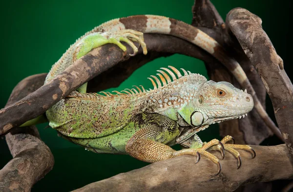 Cámaras Iguana Sobre Ramas Sobre Fondo Verde Oscuro Temas Animales —  Fotos de Stock