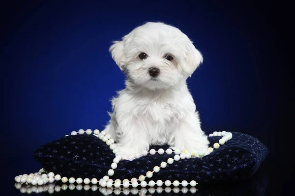 Cucciolo Cagnolino Bianco Posa Cuscino Blu Scuro Tema Baby Animal — Foto Stock