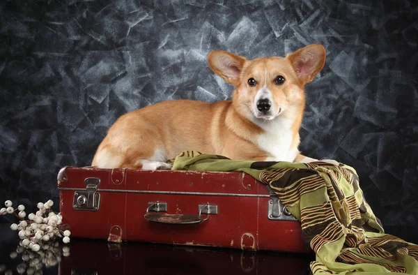 Welsh Corgi Pembroke Old Suitcase Gray Background Animal Themes — Stock Photo, Image