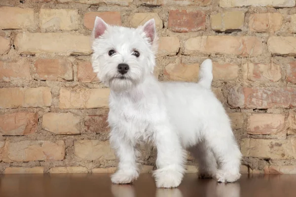 West Highland White Terrier Perro Contra Una Pared Ladrillo Temas — Foto de Stock