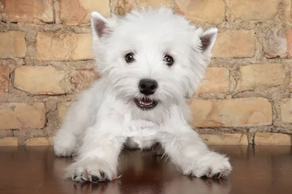 Sorprendido West Highland White Terrier Cachorro Contra Una Pared Ladrillo — Foto de Stock