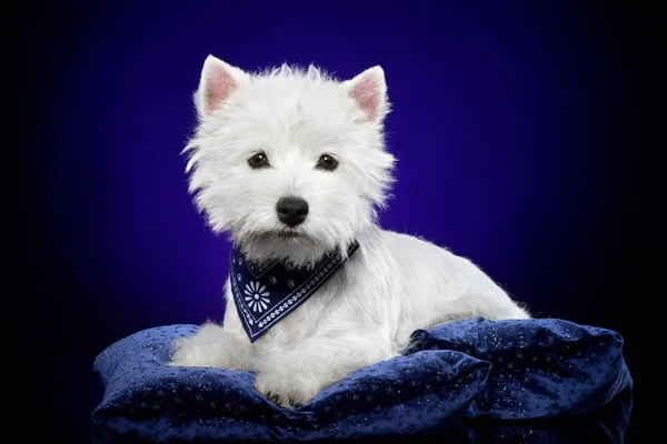 Πορτρέτο Του Ένα Νεαρό Δυτικά Highland Λευκού Σκύλου Βαθιά Μπλε — Φωτογραφία Αρχείου