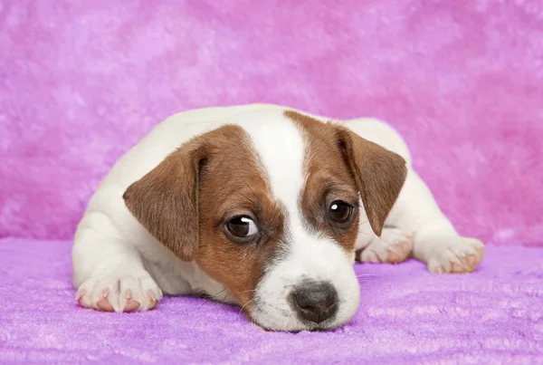 Chiot Jack Russell Terrier Couché Sur Fond Violet — Photo