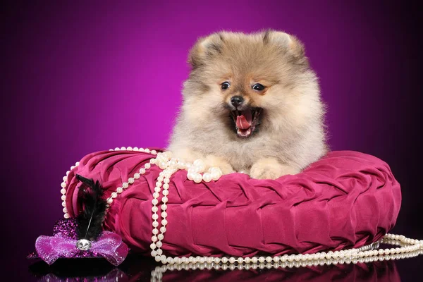 Karanlık Mor Zemin Üzerine Pembe Yastık Üzerinde Poz Pomeranian Spitz — Stok fotoğraf