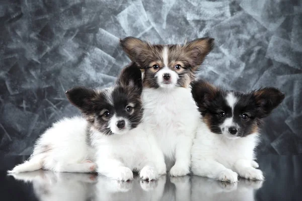 Gruppe Wunderschöner Hundewelpen Mit Papillon Auf Abstraktem Grauen Hintergrund Baby Stockbild