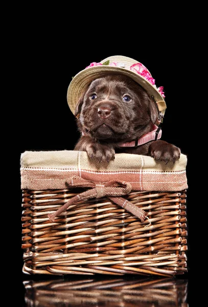 Chiot Labrador Chapeau Mode Est Assis Dans Panier Osier Sur Images De Stock Libres De Droits