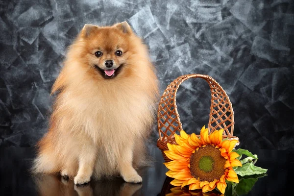 Nahaufnahme Eines Glücklichen Deutschen Spitzhundes Mit Sonnenblume Und Korb Tierthemen lizenzfreie Stockfotos