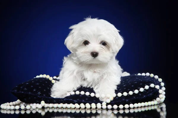 Chiot Maltais Posant Sur Oreiller Bleu Profond Avec Des Perles Images De Stock Libres De Droits