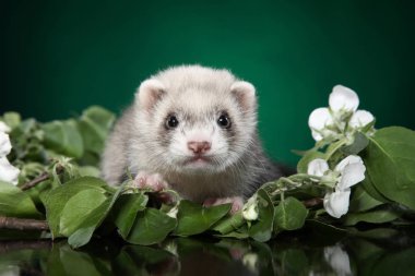 Köpek yeşil yaprakları ferret. Bebek hayvan Tema
