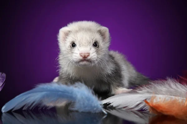 Hurón Bebé Plumas Color Sobre Fondo Violeta Tema Animal — Foto de Stock