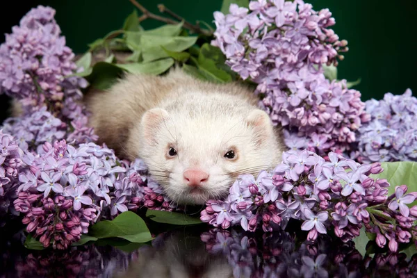 Ferret Hiding Resting Branches Lilac Dark Background — Stock Photo, Image