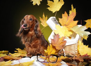 Kahverengi dachshund düşen sonbahar yaprakları. Stüdyo vurdu. Animal Temalar