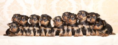 Yorkshire Terrier yavrular büyük bir grup. Bebek hayvan Tema