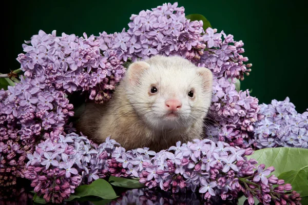 Ferret Hiding Resting Branches Lilac Green Background — Stock Photo, Image