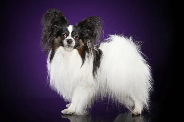 Papillon Dog Butterfly Dog Stand Purple Background Animal Themes — Stock Photo, Image