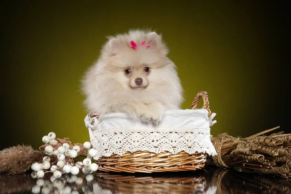 Cão Bonito Pomeranian Spitz Senta Cesta Vime Fundo Amarelo Tema — Fotografia de Stock