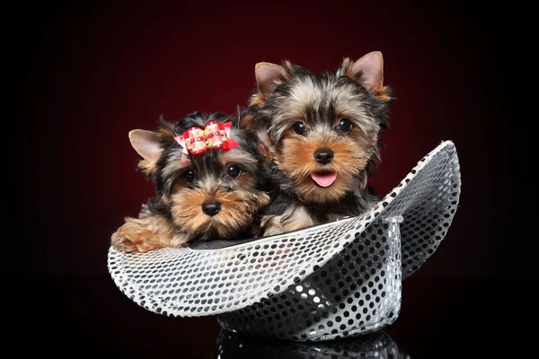 两只约克郡的泰瑞尔小狗坐在一顶帽子在一个深红色的背景 婴儿动物主题 — 图库照片