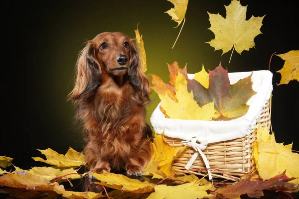 Uzun Saçlı Dachshund Düşen Sonbaharda Koyu Sarı Arka Plan Üzerinde — Stok fotoğraf