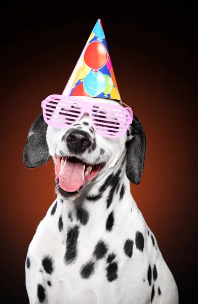 Retrato Cão Dálmata Feliz Cone Festa Óculos Rosa Fundo Laranja — Fotografia de Stock