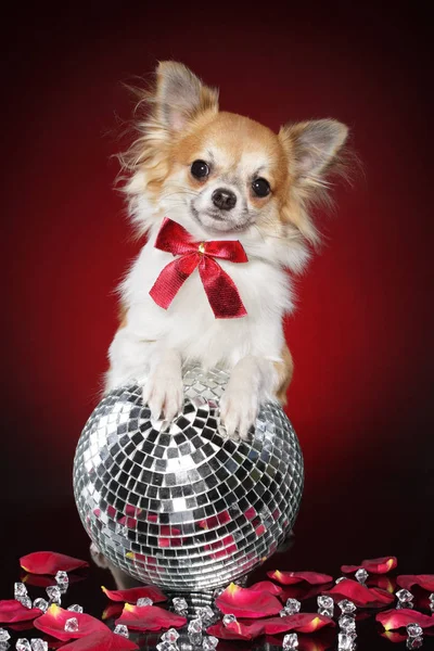 Chihuahua Hund Sitzt Auf Party Glitzerball Auf Rotem Hintergrund Tierthemen lizenzfreie Stockfotos