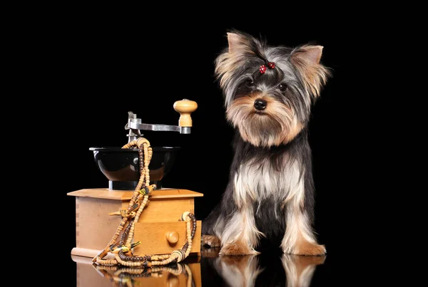 Yorkshire Terrier Cucciolo Con Macinino Caffè Sfondo Nero Foto Stock Royalty Free