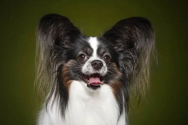 蝴蝶犬图库照片 免版税蝴蝶犬图片 Depositphotos 蝴蝶犬图库照片 免版税蝴蝶犬图片 Depositphotos