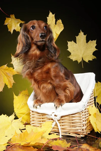 Mooie Bruine Teckel Een Mandje Achtergrond Met Dalende Herfst Bladeren Stockfoto