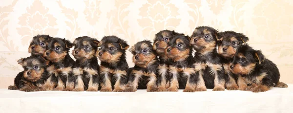 Grote Groep Van Yorkshire Terrier Pups Baby Dier Thema Stockfoto