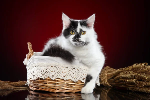 Kreuzung Weiße Katze Sitzt Korb Auf Dunkelrotem Hintergrund Tierthemen Stockbild