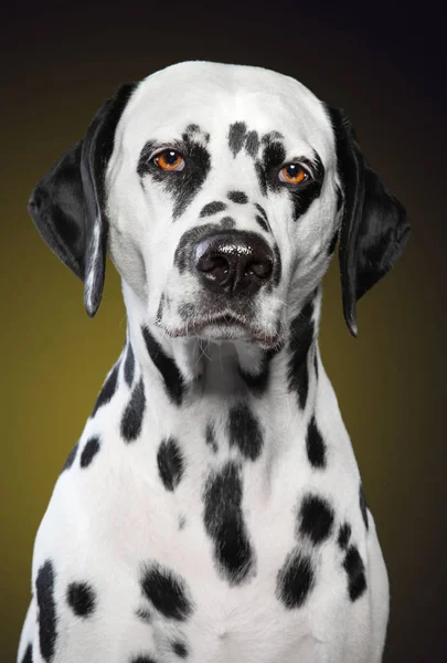 Unglücklicher Dalmatiner Hund Nahaufnahme Porträt Auf Dunkelgelbem Hintergrund Tierthemen lizenzfreie Stockbilder