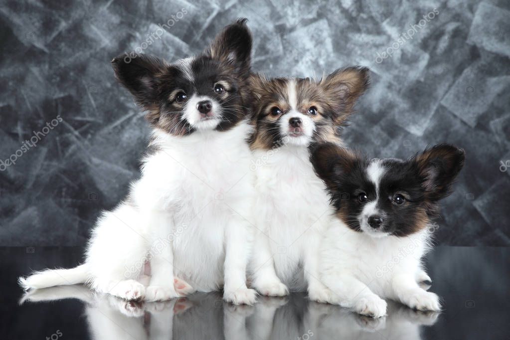 Group of Papillon puppies on gray background. Baby animal theme