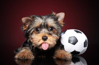 Komik Yorkshire Terrier köpek yavrusu dilini gösterir