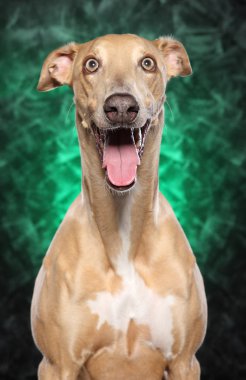Yeşil bir arka plan önünde mutlu Greyhound köpek