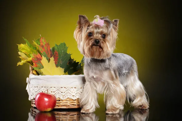 Yorkshire terrier med höstlöv — Stockfoto