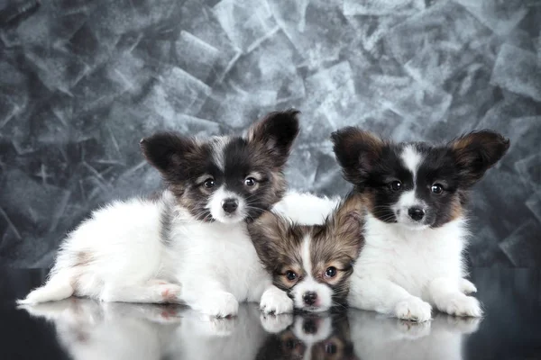 Continental Toy Spaniel cachorros de perro sobre fondo gris —  Fotos de Stock