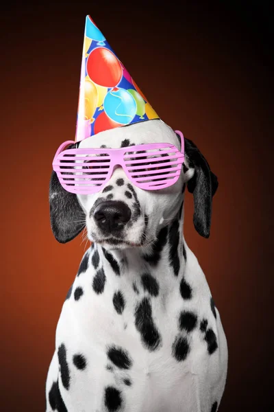 รูปภาพของสุนัข Dalmatian ในกรวยปาร์ตี้ — ภาพถ่ายสต็อก