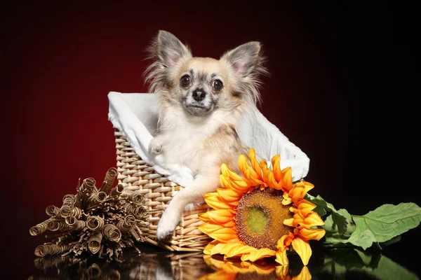 Μεξικάνικη Σκυλί Chihuahua Ηλιέλαιο Ένα Καλάθι Λυγαριά Κόκκινο Φόντο — Φωτογραφία Αρχείου