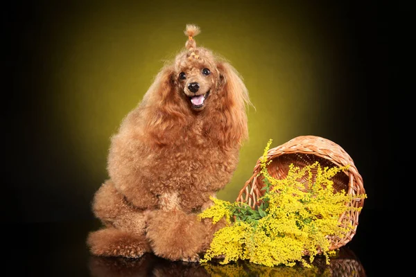 Toy Poodle Posando Estúdio Com Flores Fundo Amarelo Escuro Temas — Fotografia de Stock