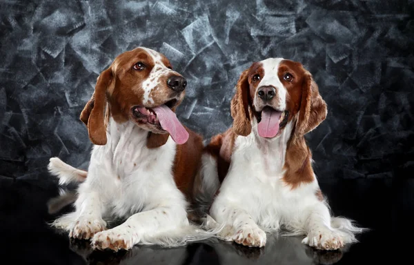 Springer Spaniel cachorros sobre fondo gris —  Fotos de Stock