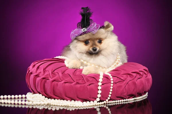 Pomeranian Spitz cachorro en sombrero en una almohada rosa — Foto de Stock