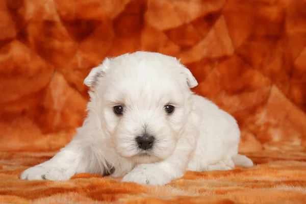 West Highland bianco terrier cucciolo ritratto — Foto Stock