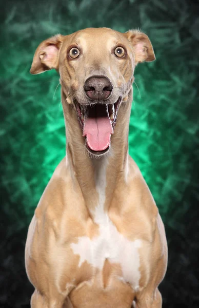 抽象的な緑色の背景の前に幸せなグレイハウンド犬 — ストック写真